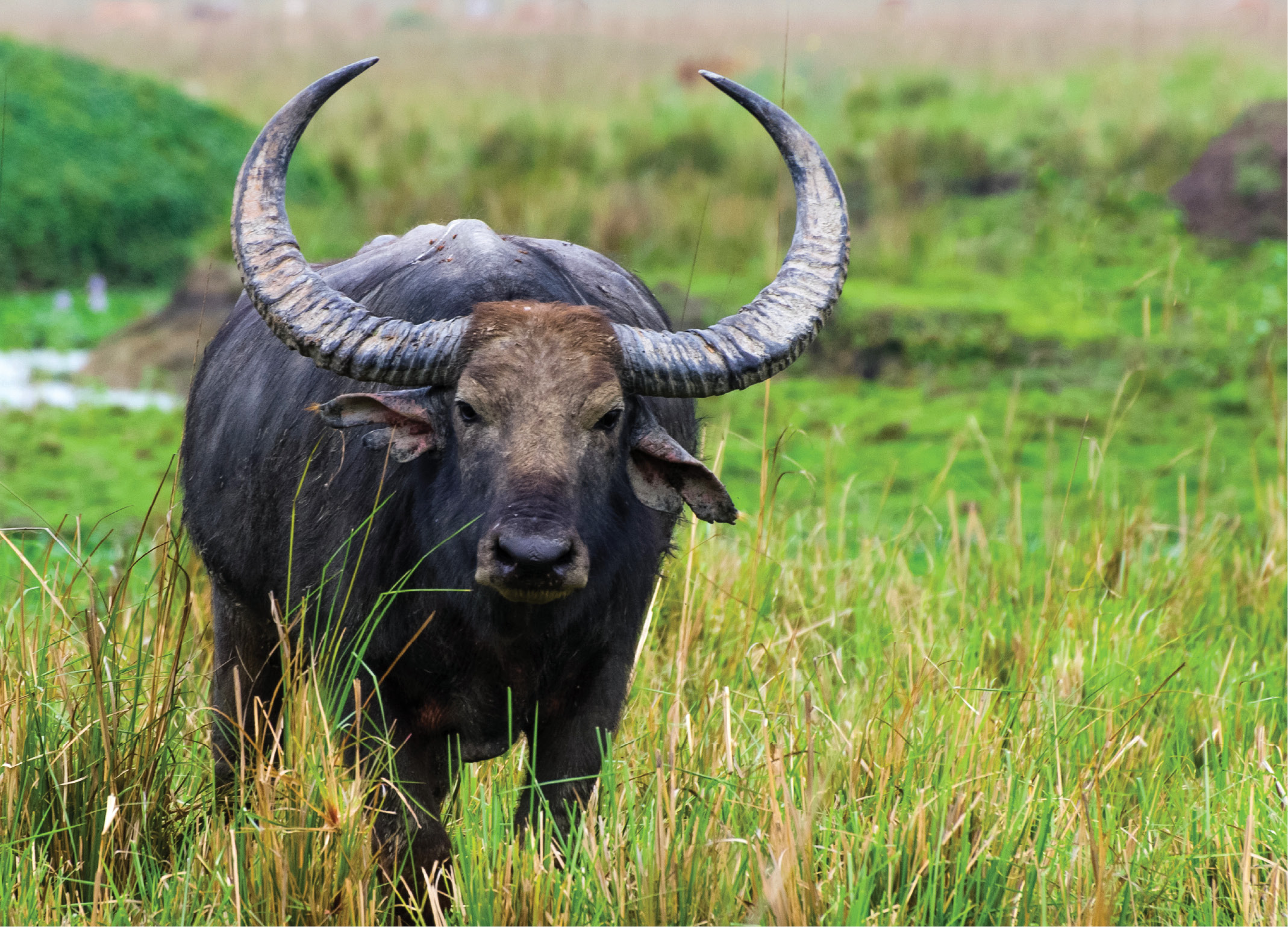 Last of the True Bovines